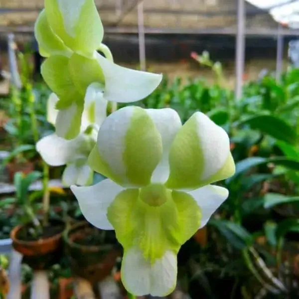Dendrobium_Erawan_Green_(medium_Size)